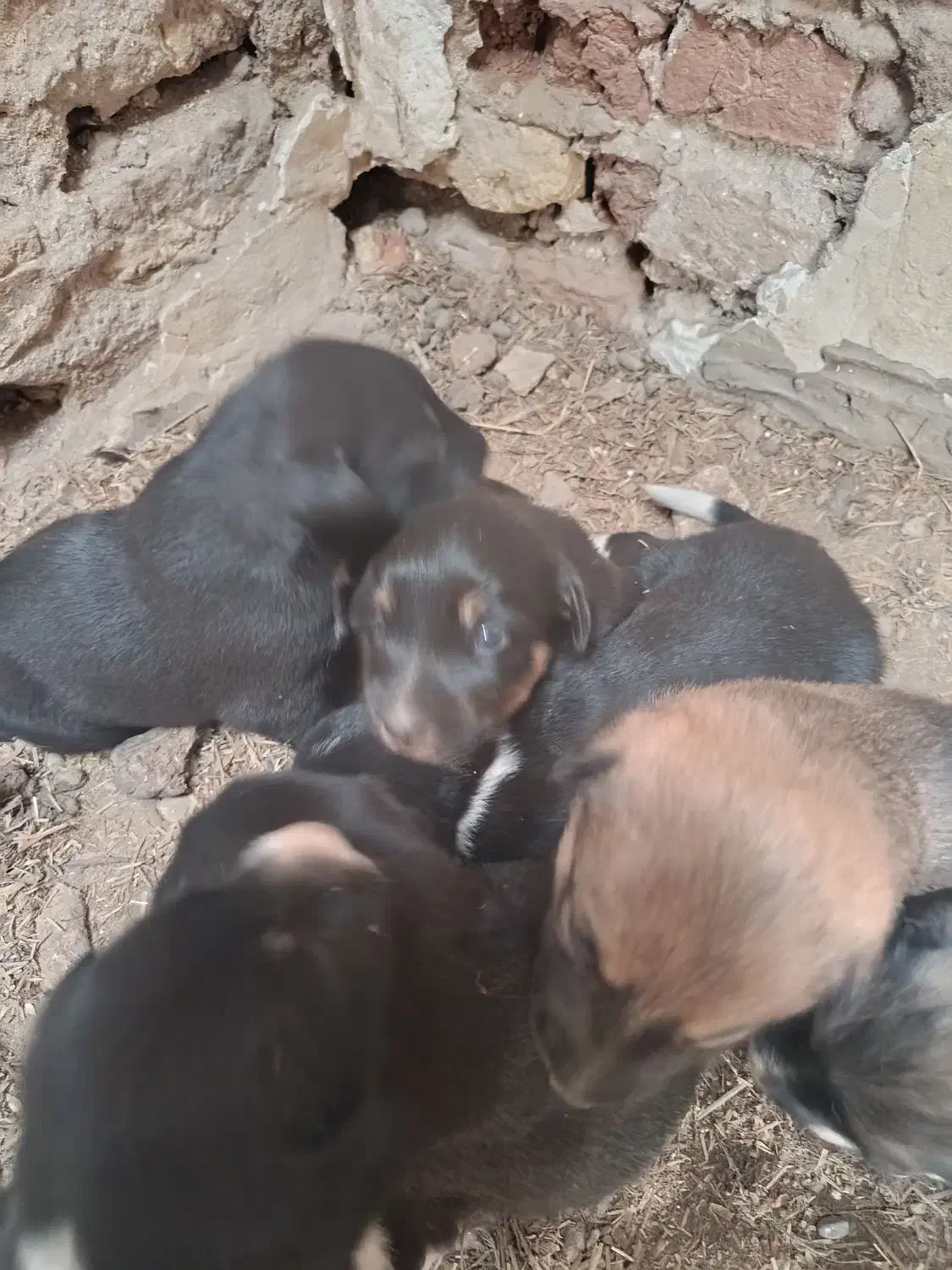 سگ ژرمن|سگ|اهواز, دانشگاه چمران|دیوار