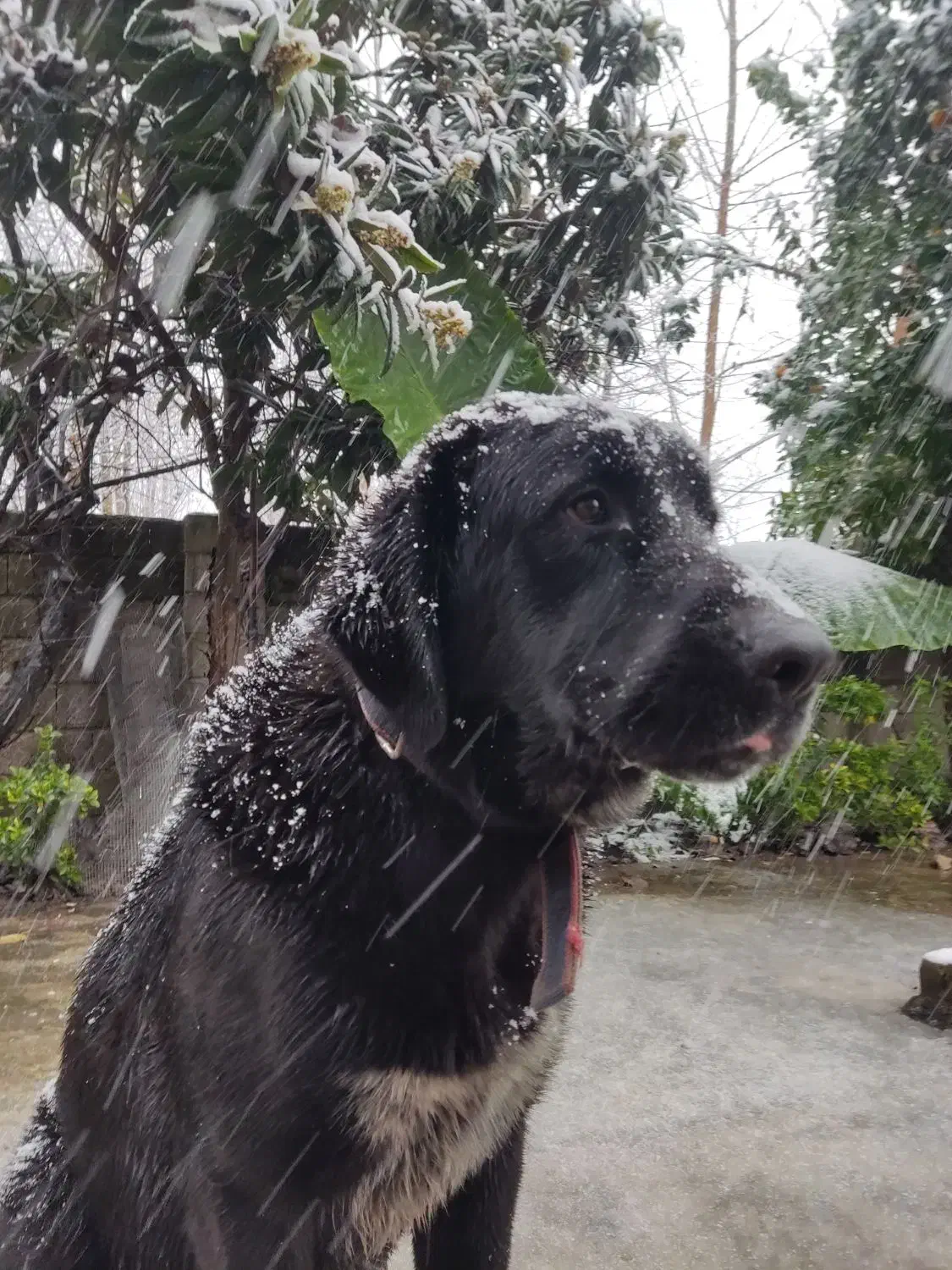 واگذاری سگ آلابای|سگ|آستانه اشرفیه, |دیوار