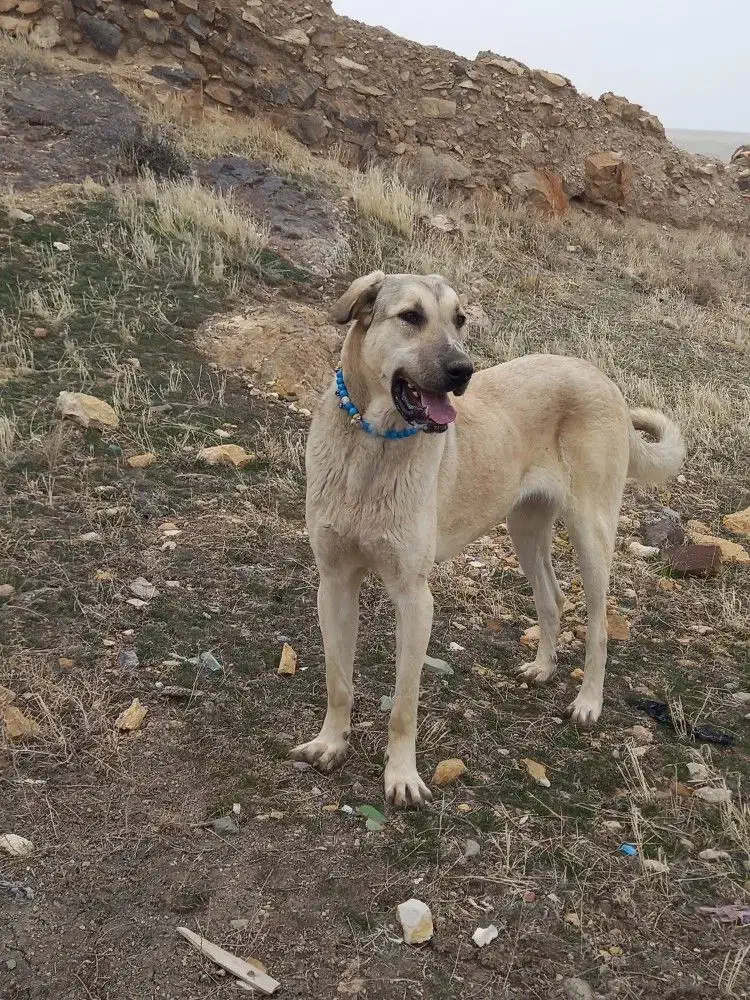 سگ ماده عراقی|سگ|قره پشتلو, |دیوار