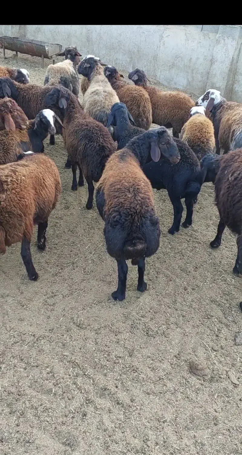 بره نر افشار|حیوانات مزرعه|هشتگرد, هشتگرد قدیم|دیوار