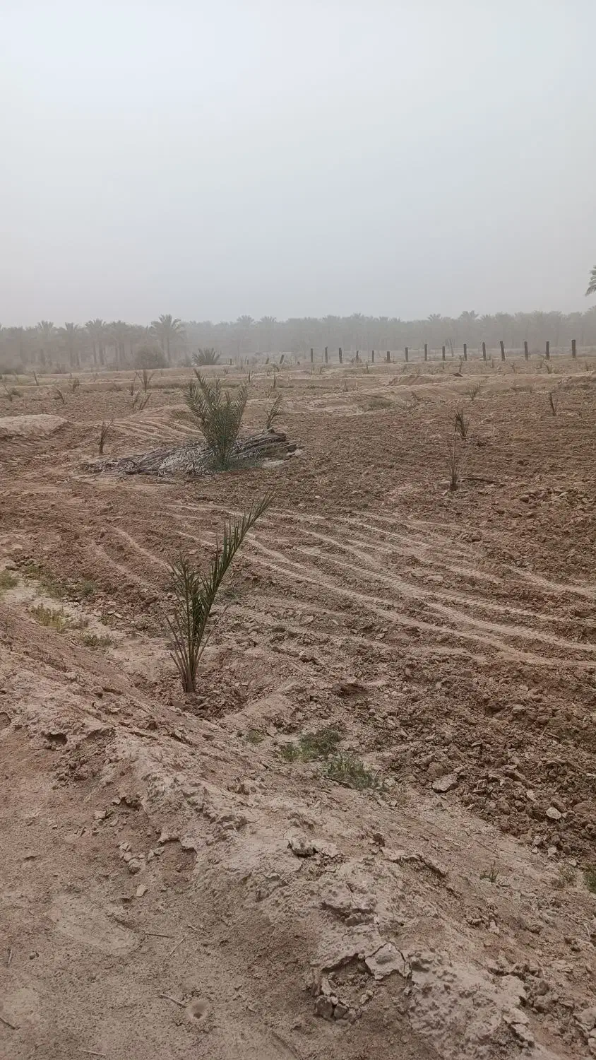 نخل|گل و گیاه طبیعی|آبپخش, |دیوار