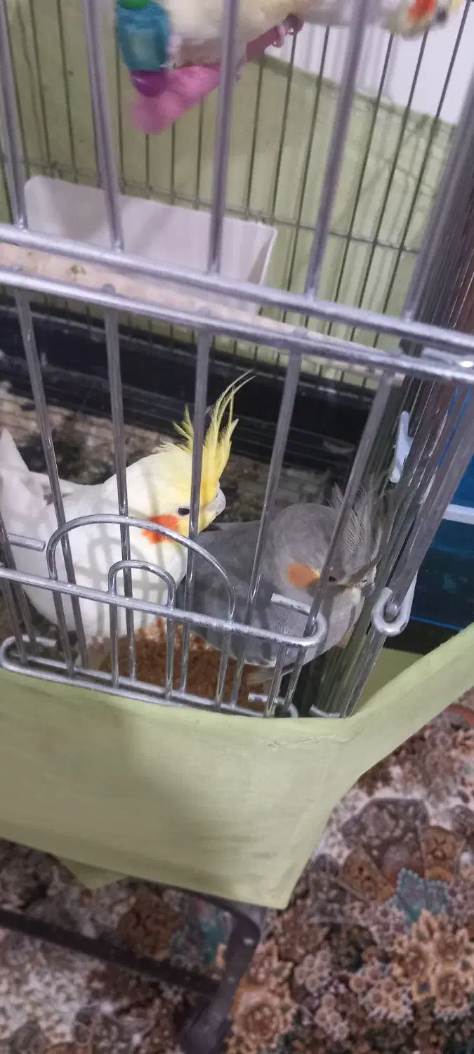 عروس هلندی نروماده معاوضه قلیون برنجی|پرنده|فشاپویه, |دیوار