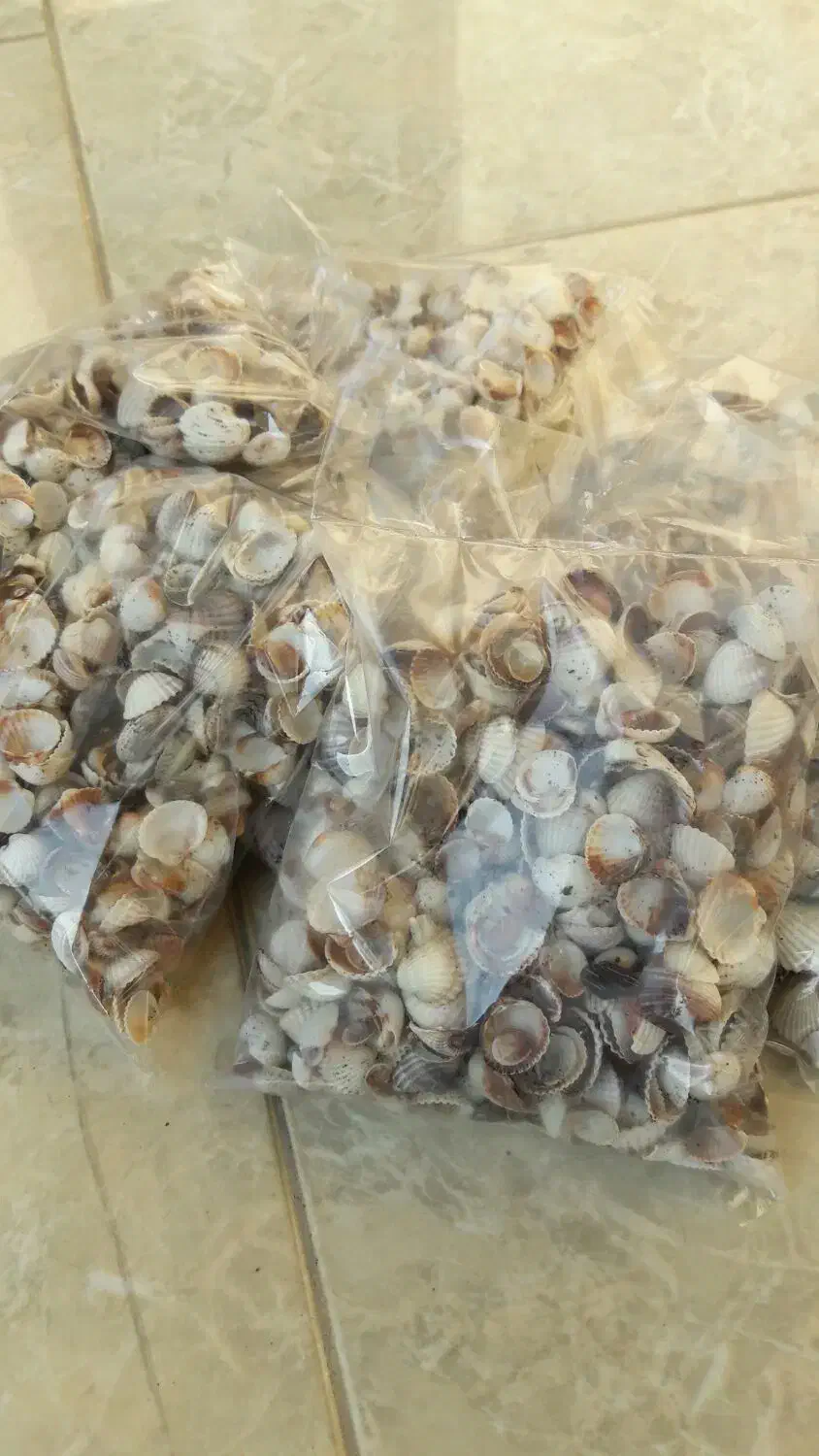 گوش ماهی(صدف دریایی)|پرنده|سنگر, |دیوار