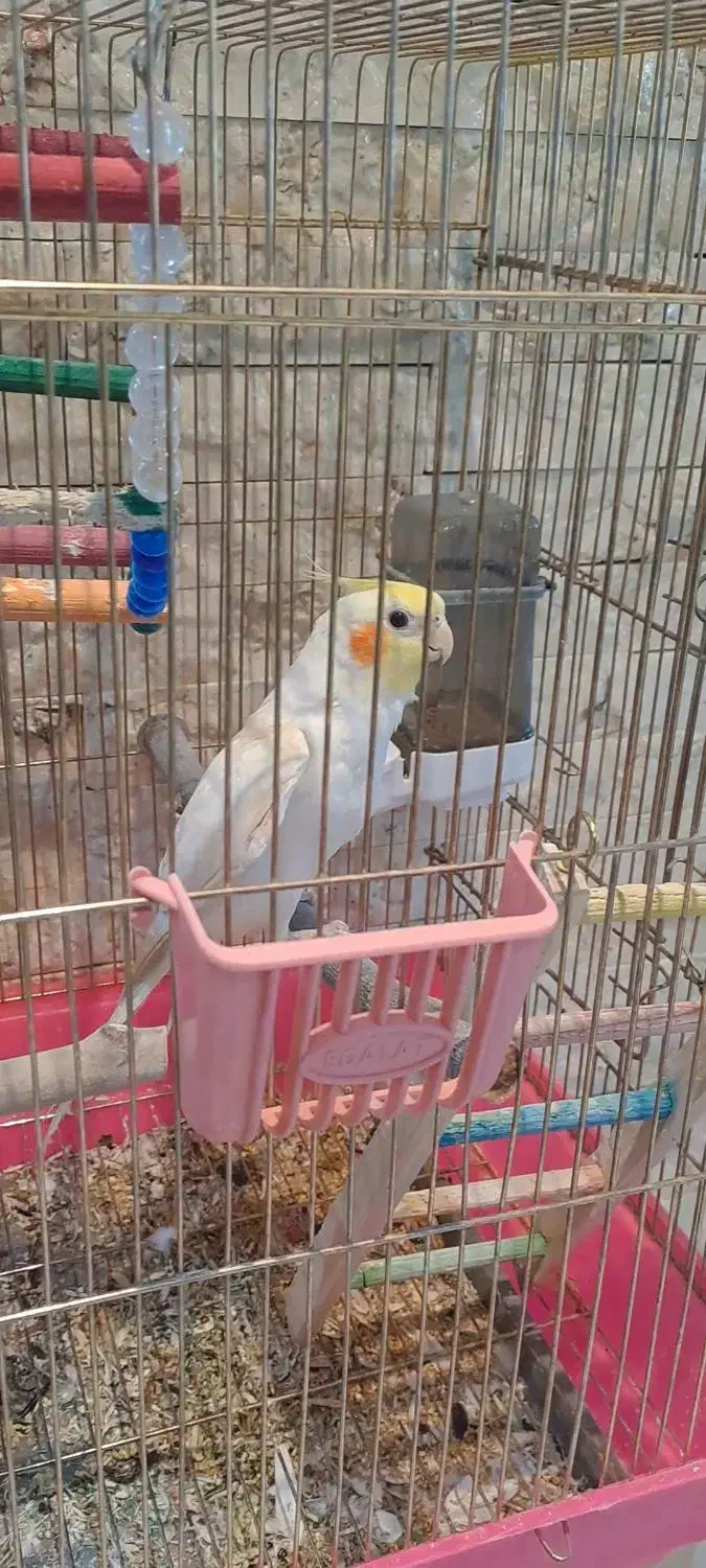 عروس هلندی لوتینو سخنگو نر|پرنده|نجفآباد, شریعتی غربی|دیوار