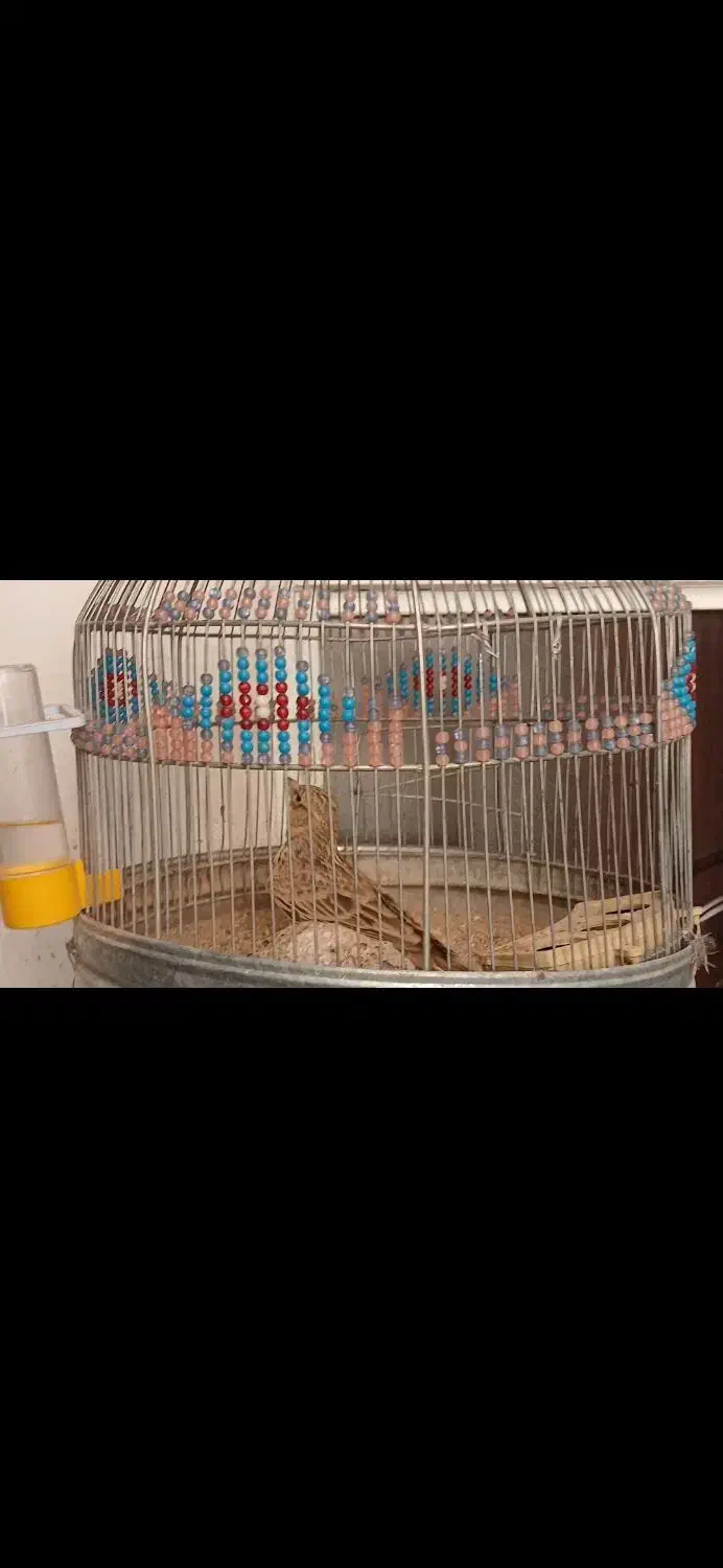 سهره خاکی|پرنده|مرودشت, مختارآباد|دیوار