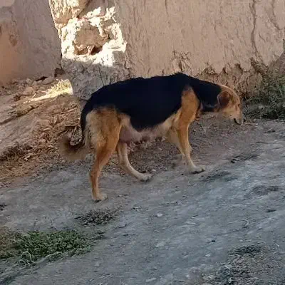 سگ قوچان|سگ|قوچان, |دیوار