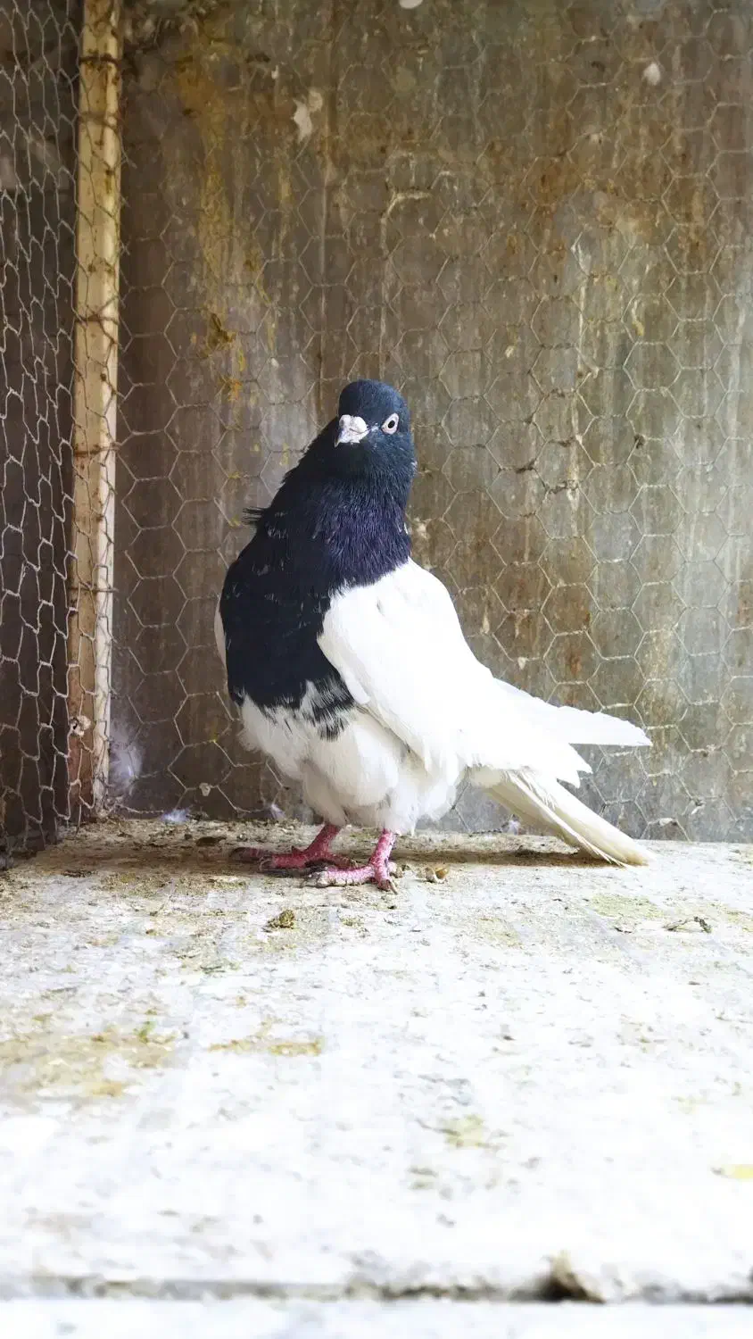 کله سیاه نر|پرنده|لنجان, |دیوار