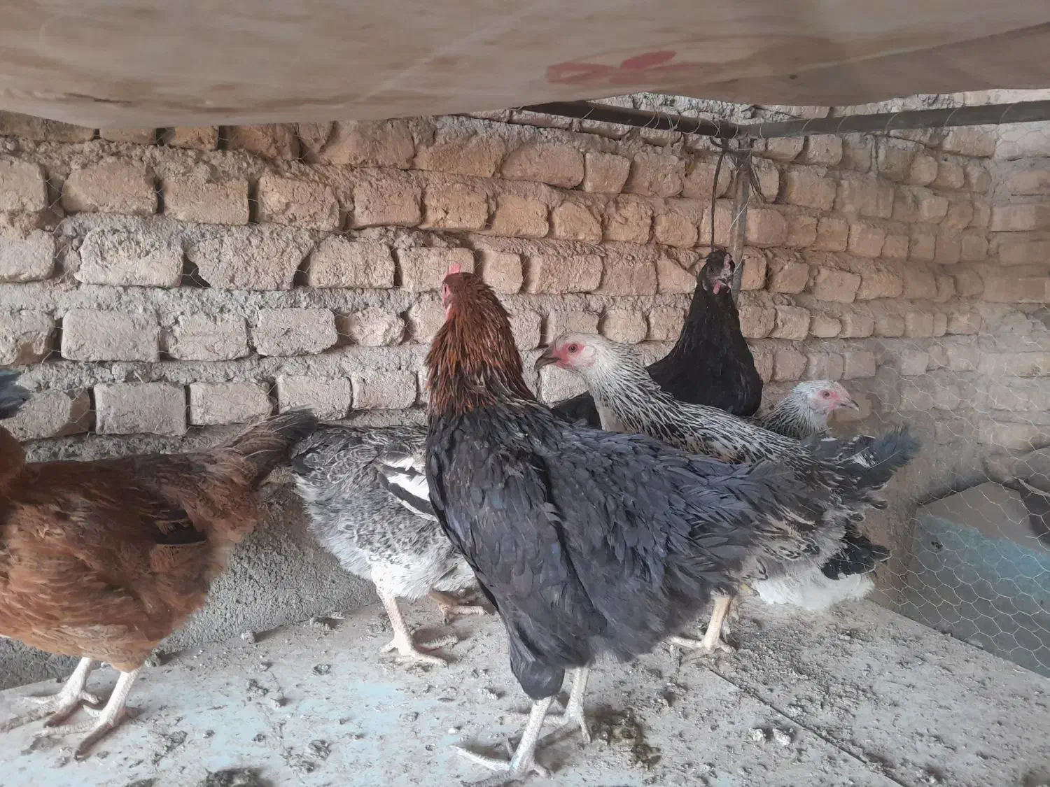 مرغ محلی|حیوانات مزرعه|پیشوا, |دیوار