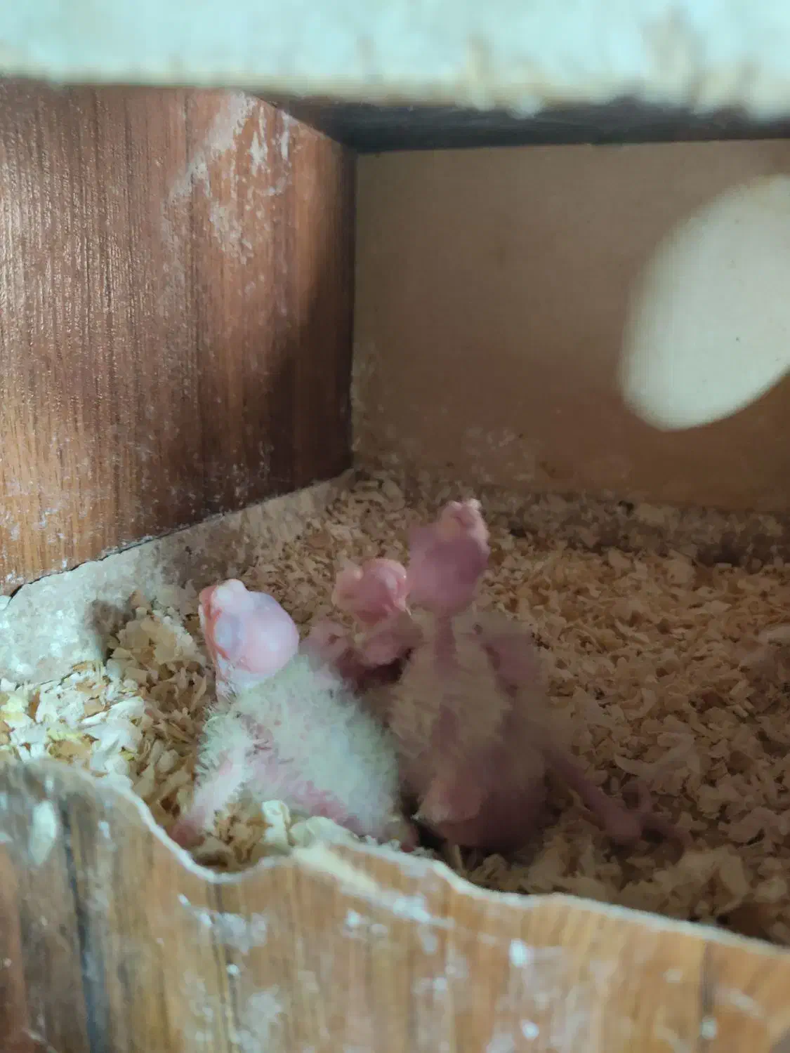 جفت عروس هلندی مولد با جوجه|پرنده|تهران, نازی‌آباد|دیوار