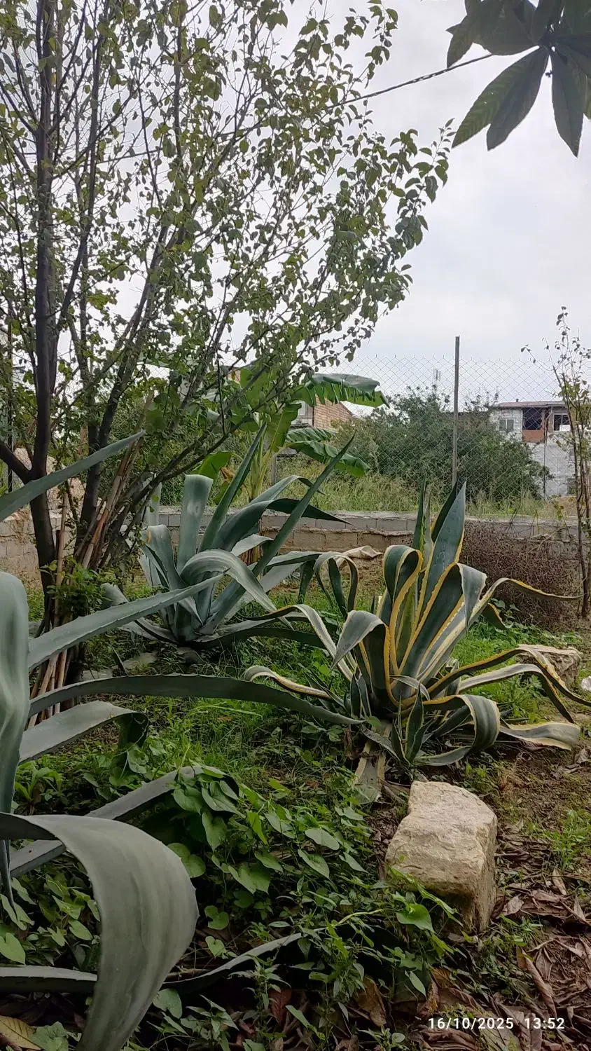 گل آگاو سبز وابلق|گل و گیاه طبیعی|ساری, |دیوار