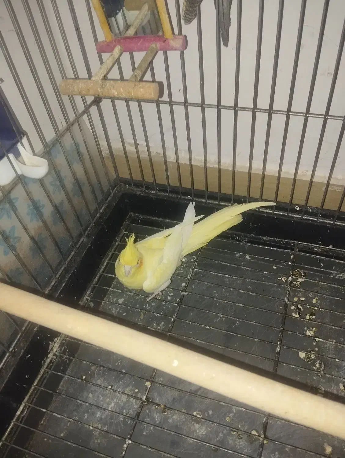 مرغ عشق فنج|پرنده|تهران, اتابک|دیوار