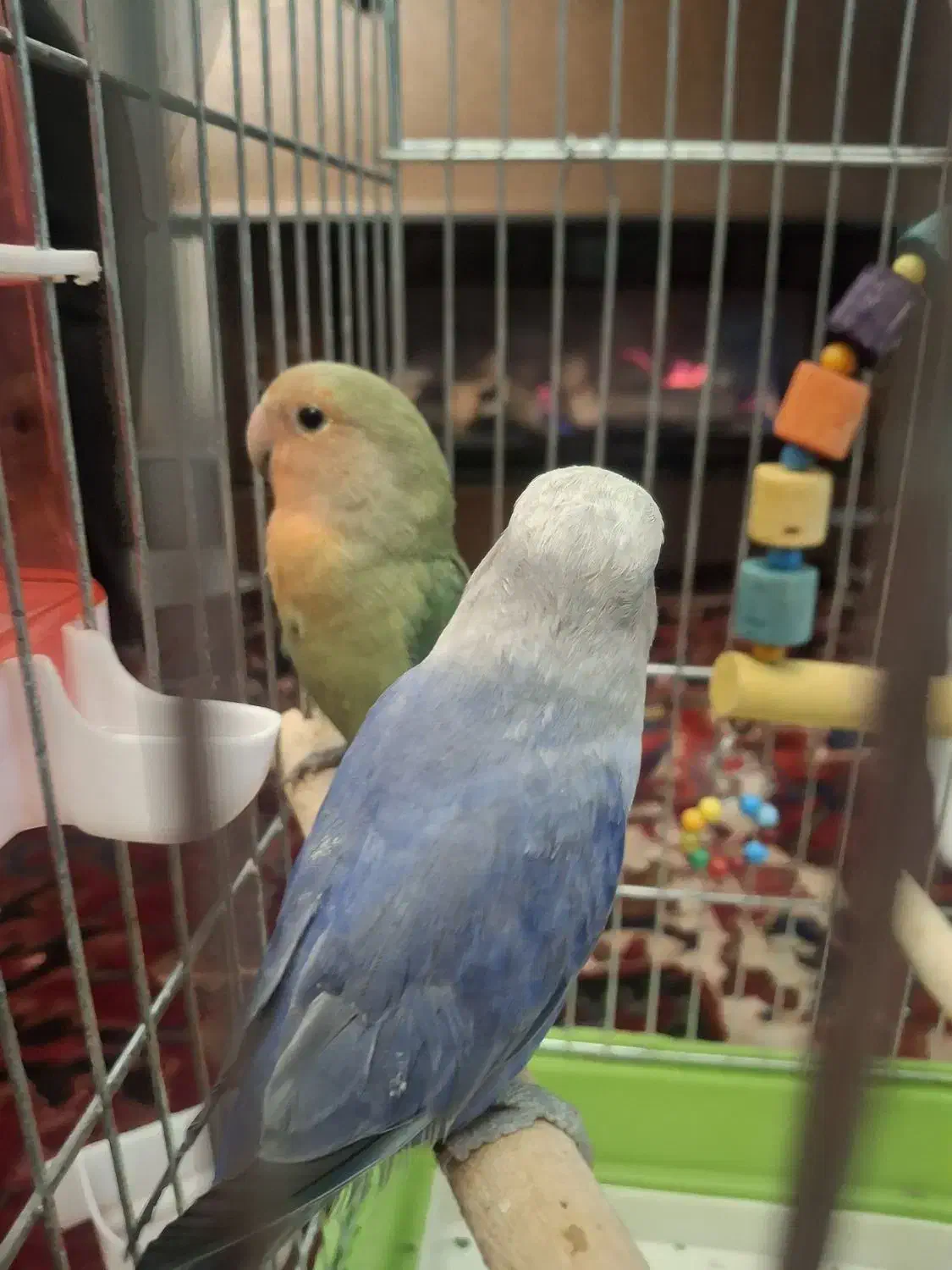 حیوانات|پرنده|ارومیه, |دیوار