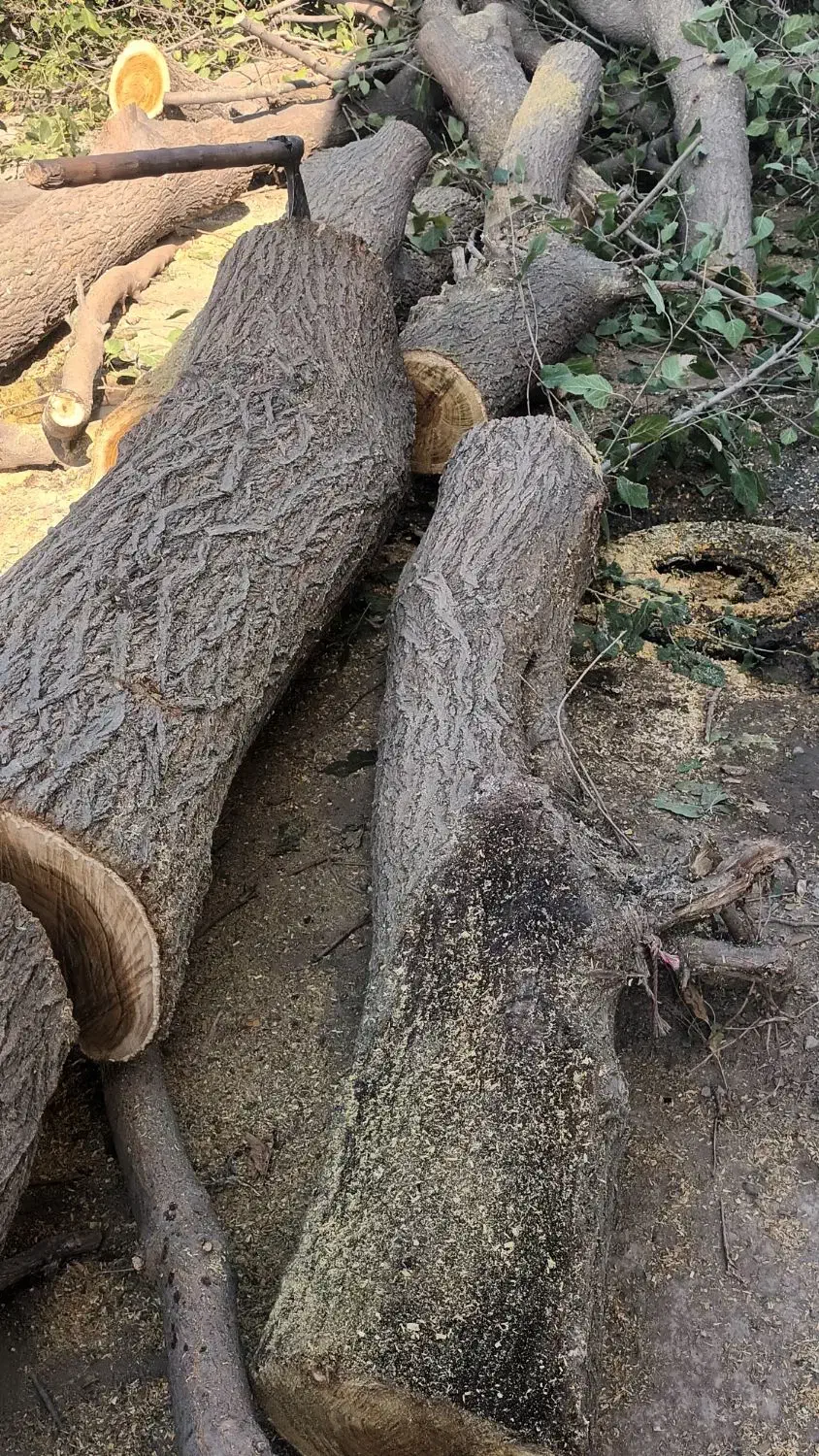 چوب ساختمانی و باغ|مصالح و تجهیزات ساختمان|کردکوی, |دیوار