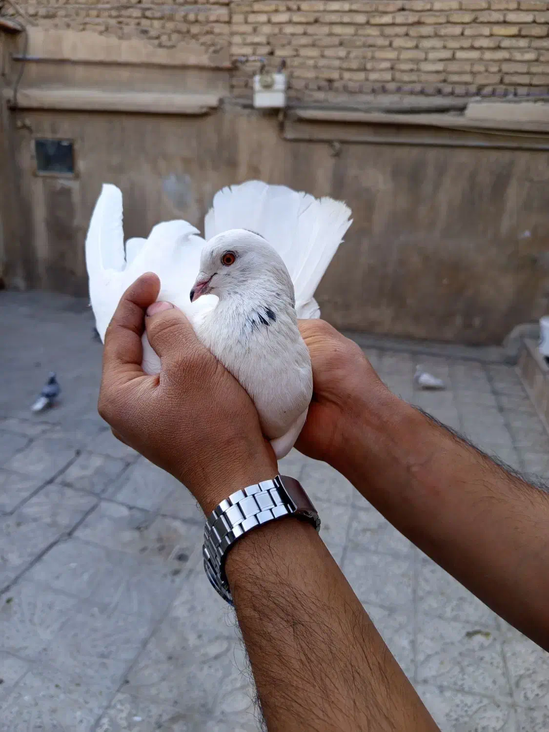 سفید شمرونی|پرنده|تهران, شهرک استقلال|دیوار