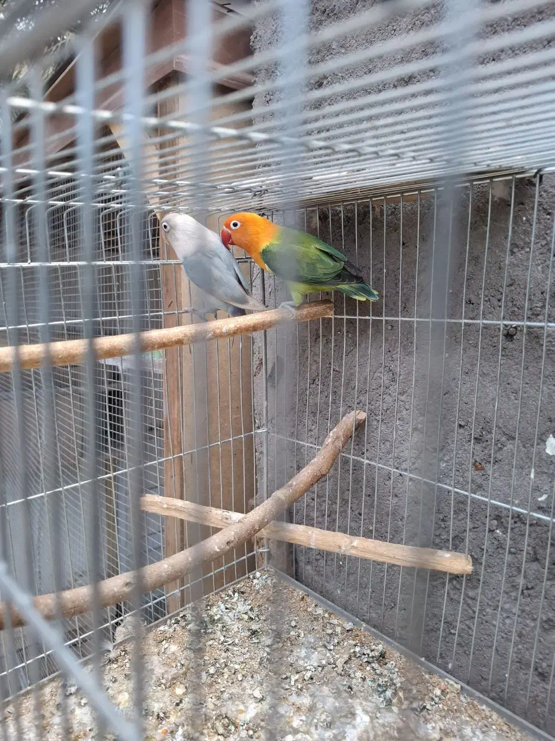 جفت مولد طوطی کوتوله|پرنده|بم, |دیوار