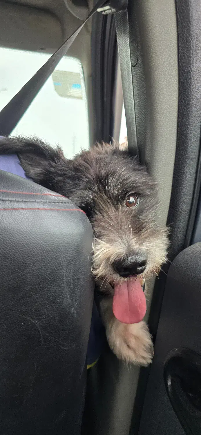 واگذاری رایگان سگ تریر|سگ|رشت, گلباغ نماز|دیوار