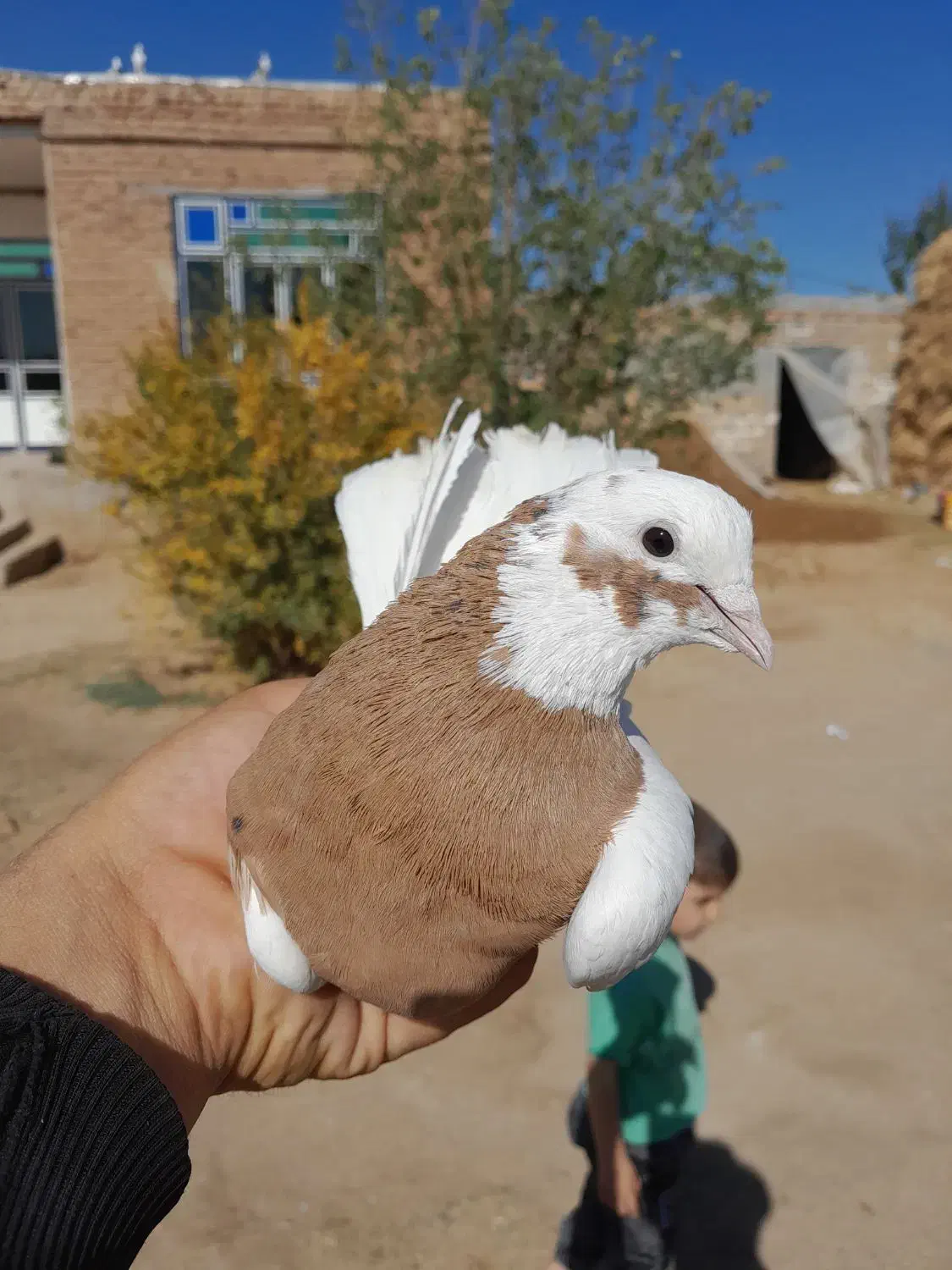 کبوتر طوقی|پرنده|ملکان, |دیوار