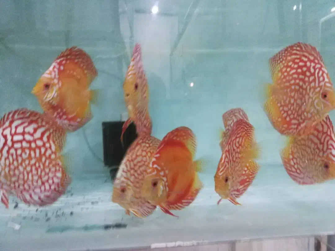 دیسکس سایز ۳.۵و۴.۵|ماهی|تهران, شهرک خرازی|دیوار