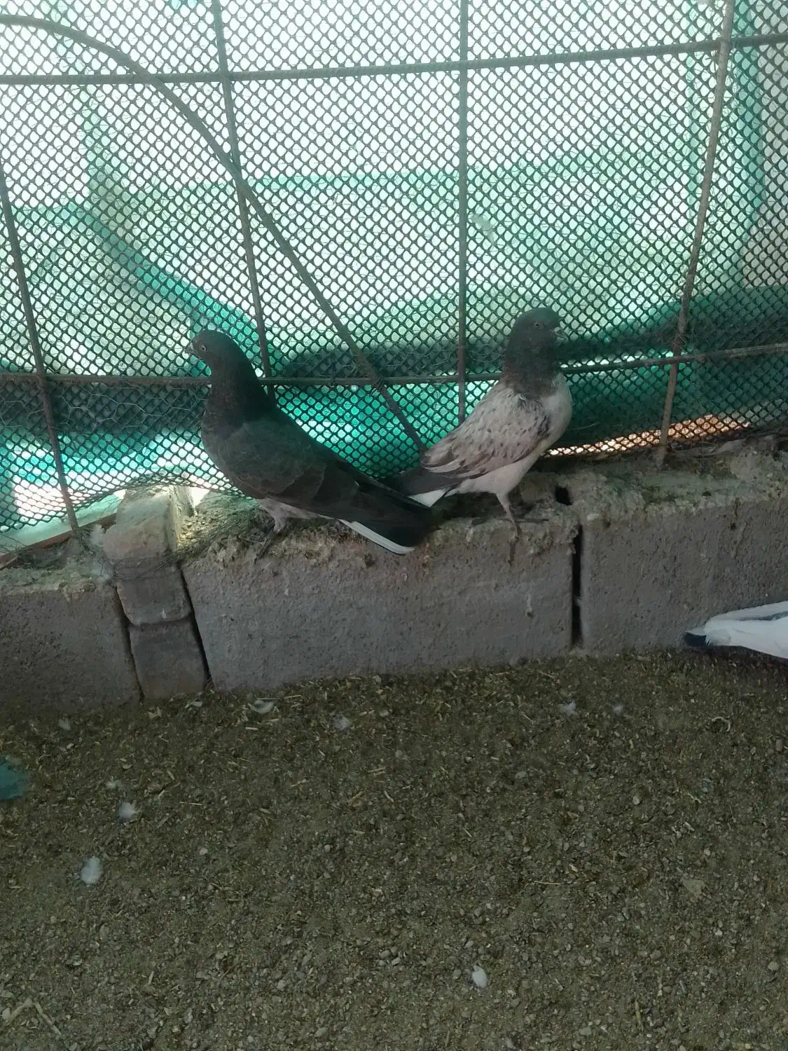 جفت جوجه گرگی|پرنده|ایرانشهر, |دیوار