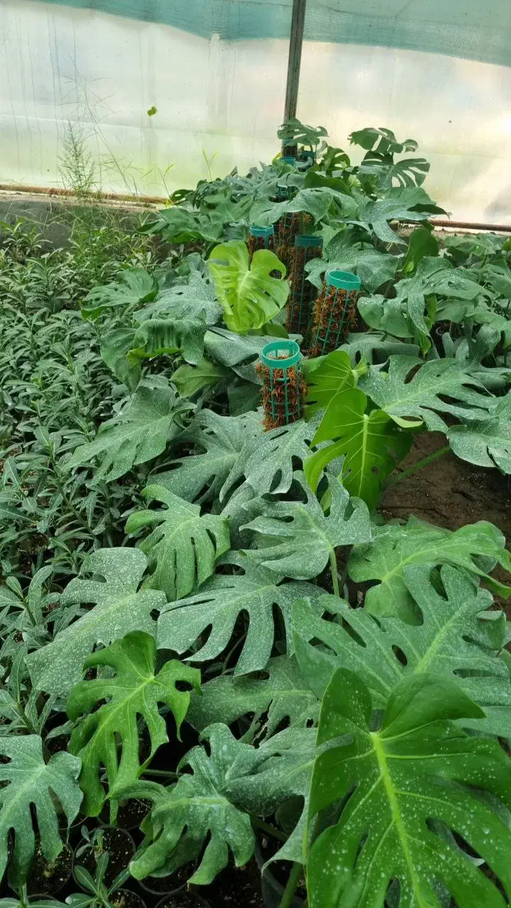 گل های آپارتمانی شامادورا. پتوس .آگلونما و..|گل و گیاه طبیعی|چاف و چمخاله, |دیوار