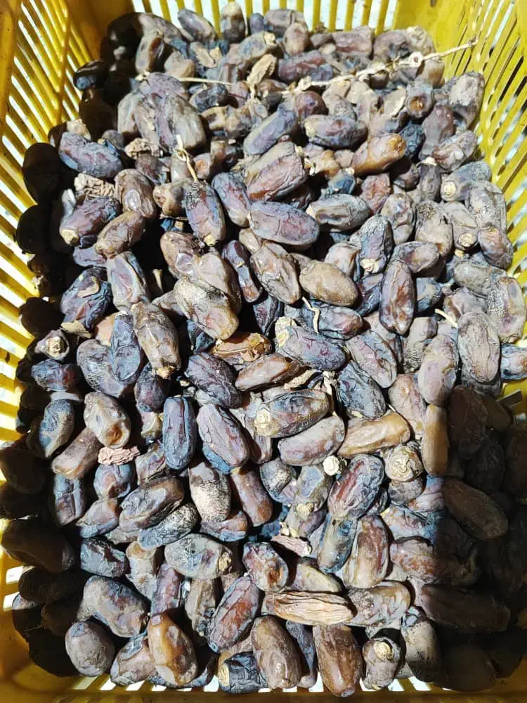 خرمای شاوی|خوردنی و آشامیدنی|بوشکان, |دیوار