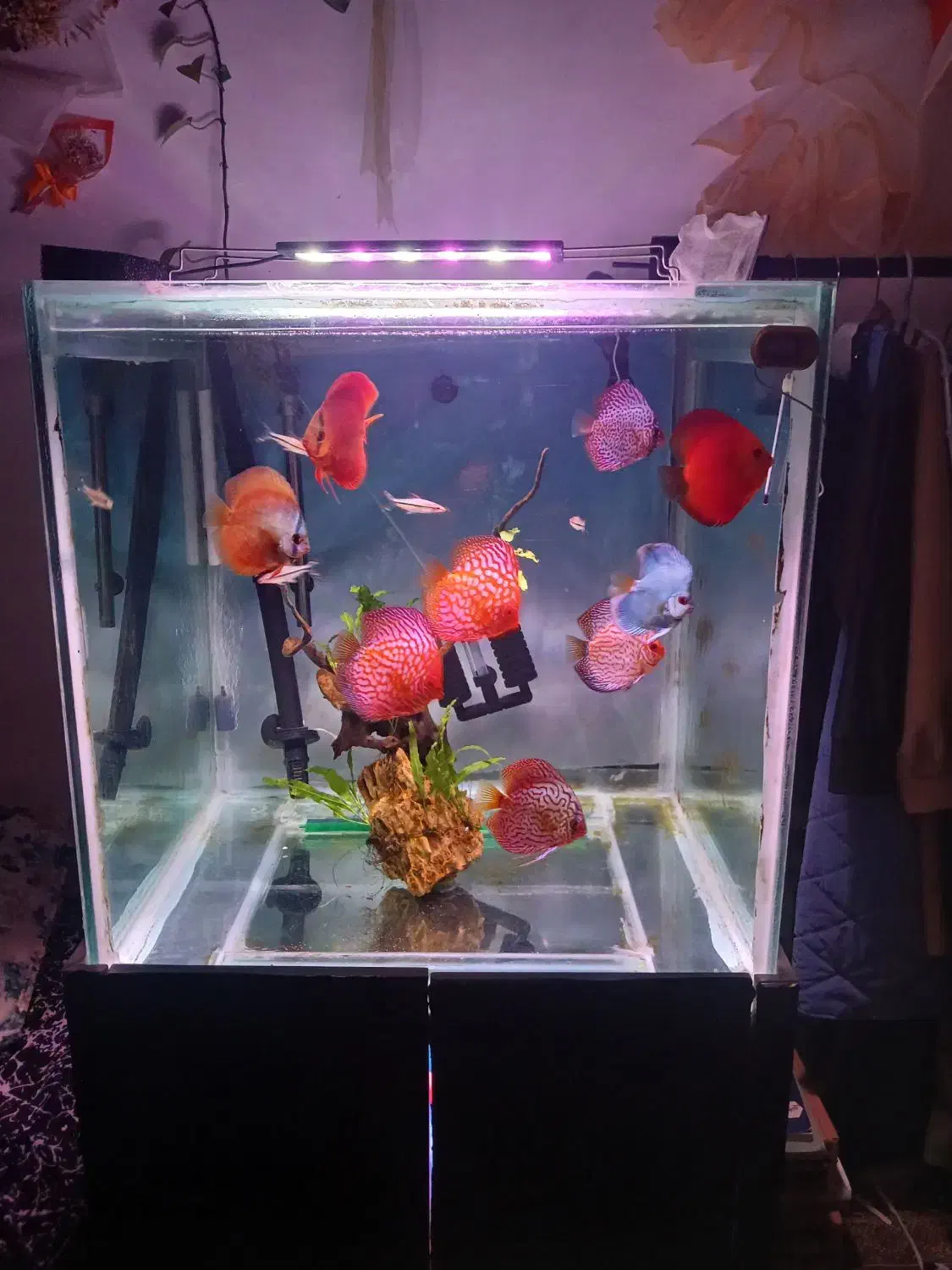 آکواریوم بزرگ|ماهی|بجنورد, |دیوار