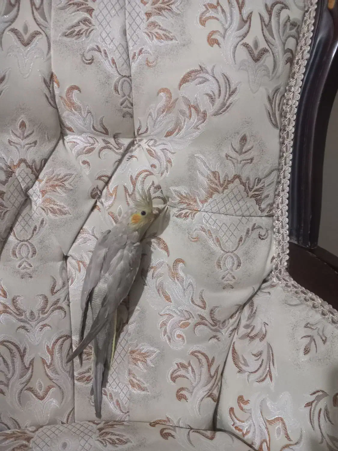 جوجه اهویی ونر ماده|پرنده|قزوین, |دیوار