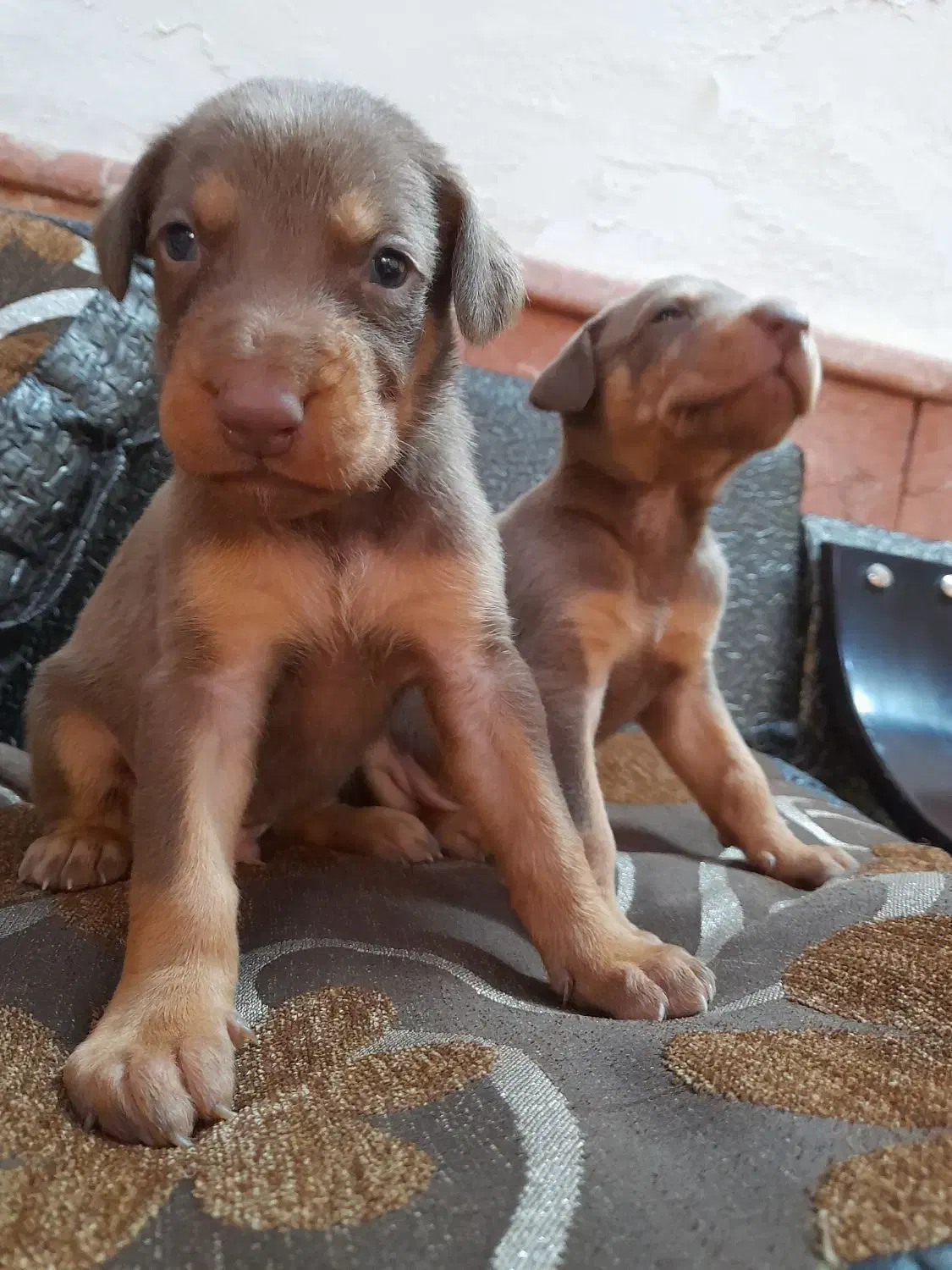 دوبرمن اصیل|سگ|مشهد, دانشجو|دیوار