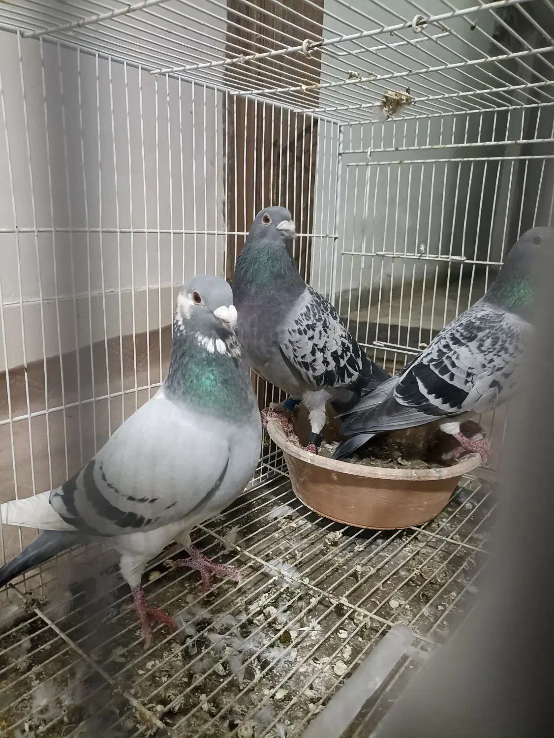 کبوتر سبز آلمانی پلاکی. سفید آلمانی. ساده|پرنده|مشهد, کارمندان دوم|دیوار