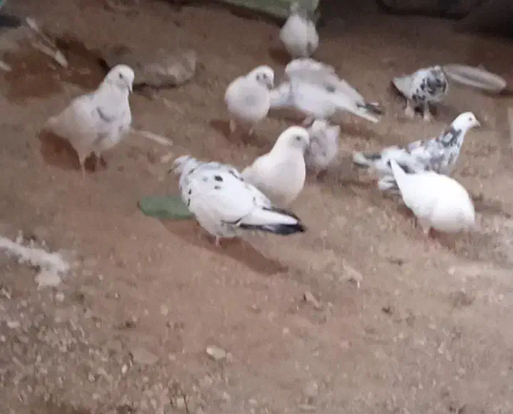 ۲۵۰۰۰۰|پرنده|بانه, |دیوار