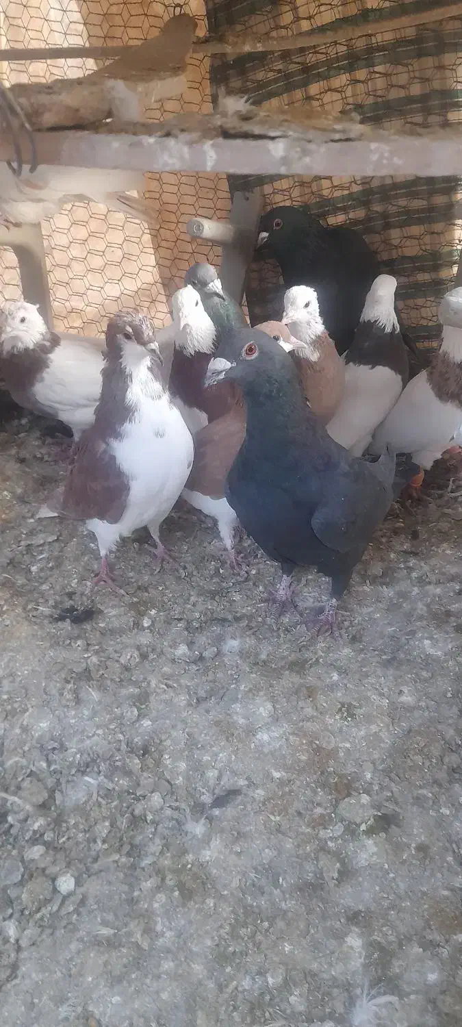 پرنده یاکفتر|پرنده|آباده, |دیوار