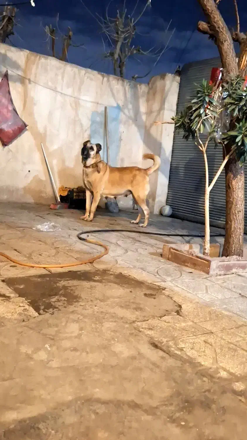 ماده سرابی اصیل|سگ|فردیس, شهرک شهید حسینی|دیوار