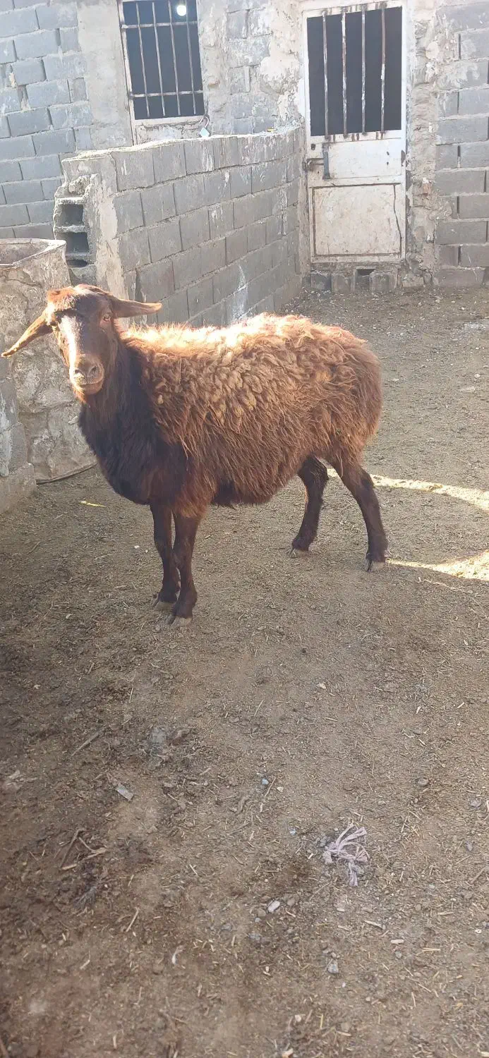 یک عددمیش چاق بفروش میرسد|حیوانات مزرعه|تربت جام, جامرود|دیوار