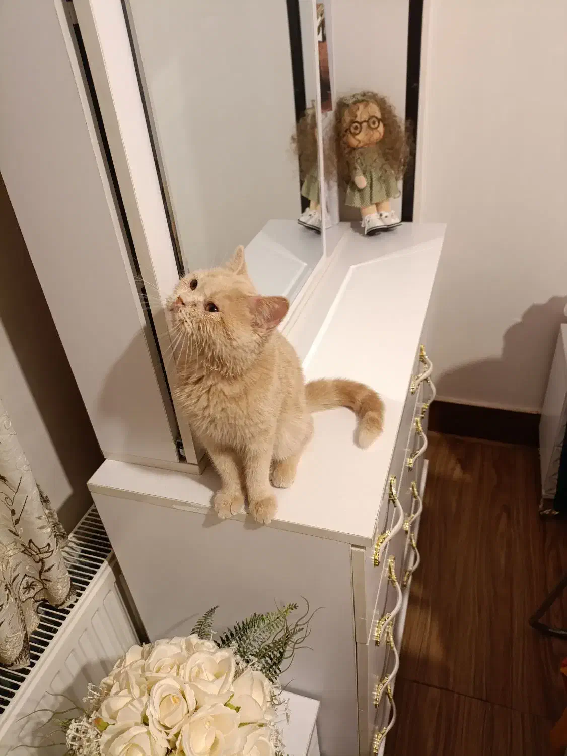 گربه بریتیش|گربه|اصفهان, سرتاوه|دیوار