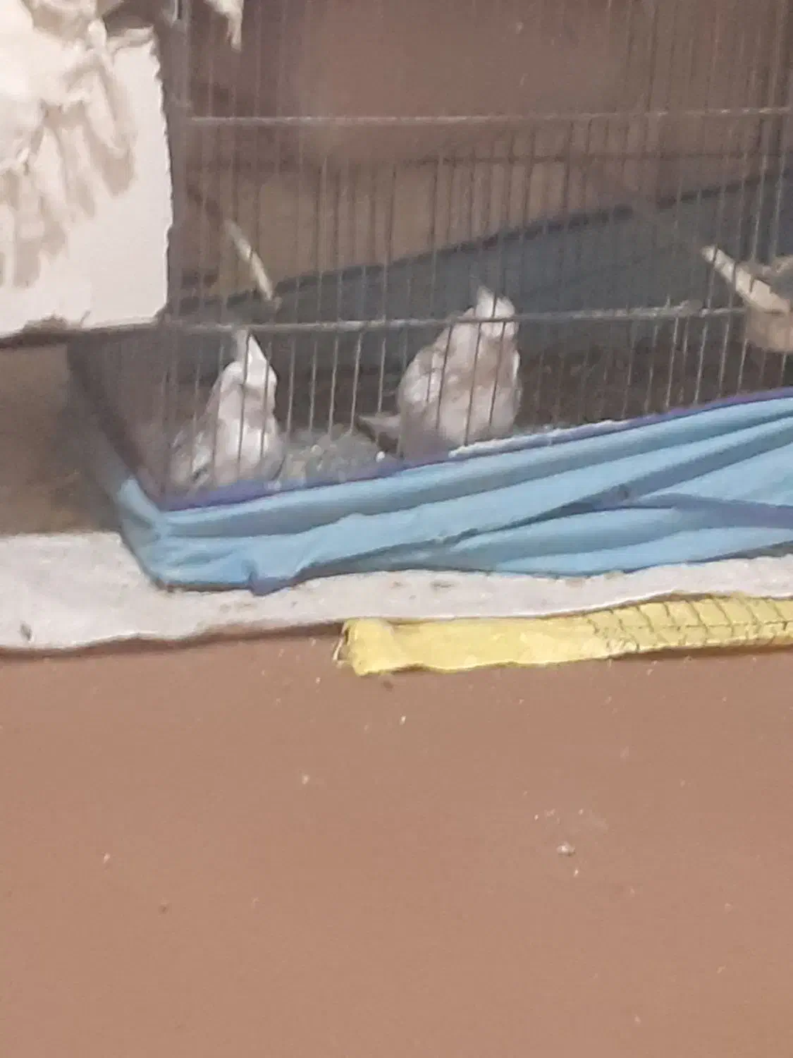 عروس ایزابلا|پرنده|خان ببین, |دیوار