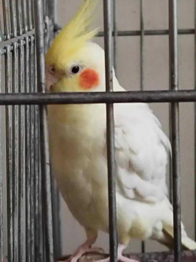 عروس هلندی|پرنده|اصفهان, مسجد مصلی|دیوار