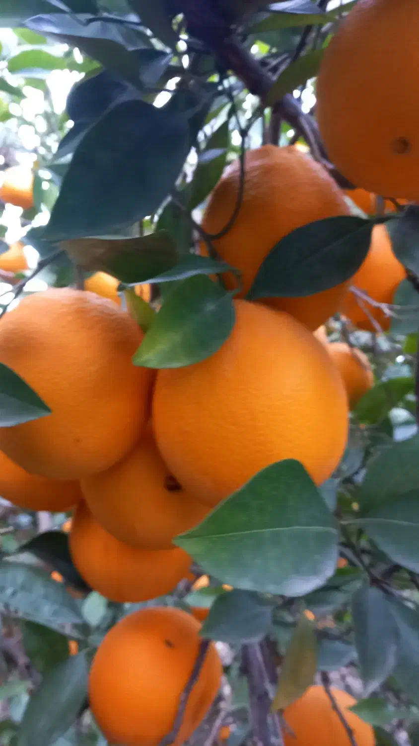 فروش نقدی ویکجا ۱۰تن تامسون روی درخت|عمده‌فروشی|ساری, |دیوار