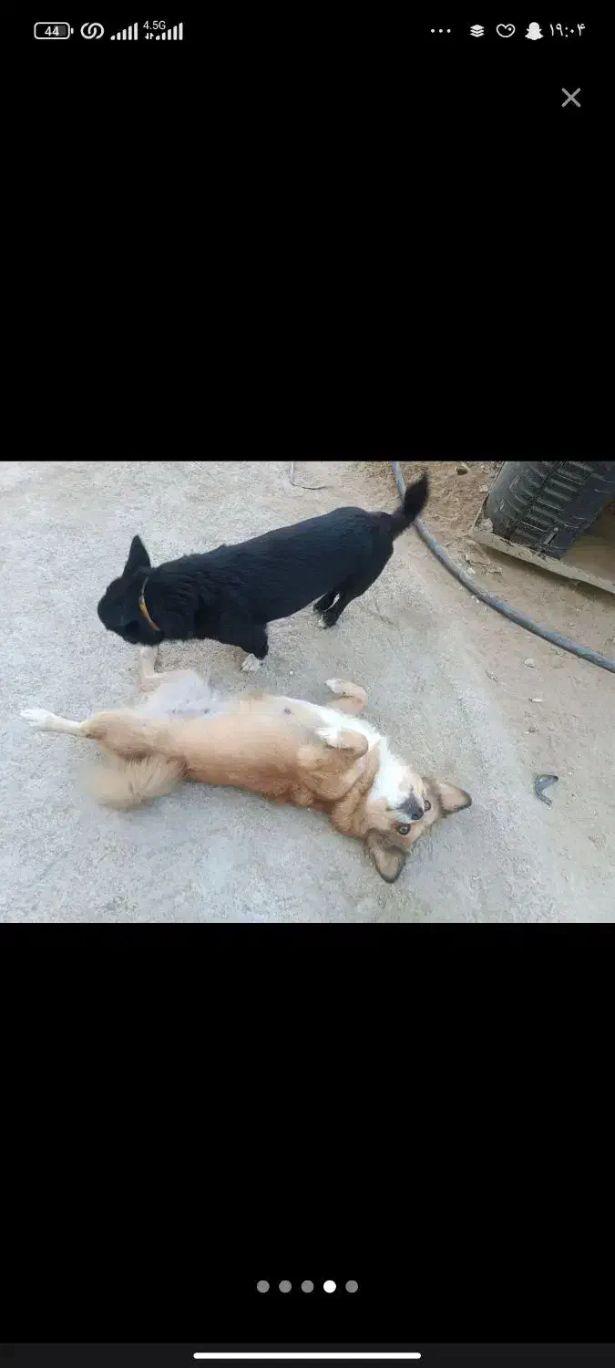 سگ پاکوتا نرماده تربیت شده|سگ|کرمان, |دیوار