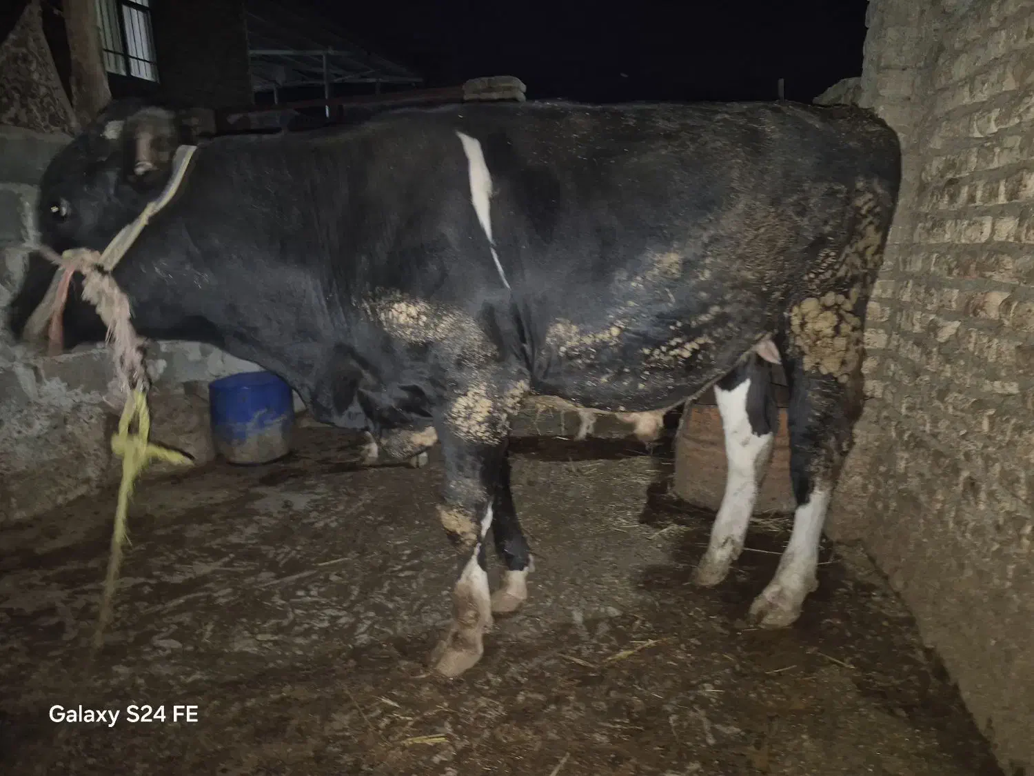 فروش گوساله|حیوانات مزرعه|مینودشت, |دیوار