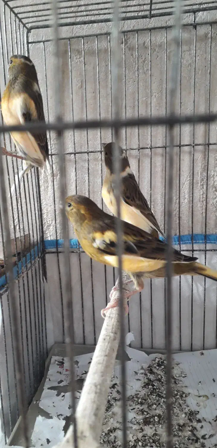 قناری ابلغ سرخ|پرنده|مرودشت, علی‌آباد‎|دیوار