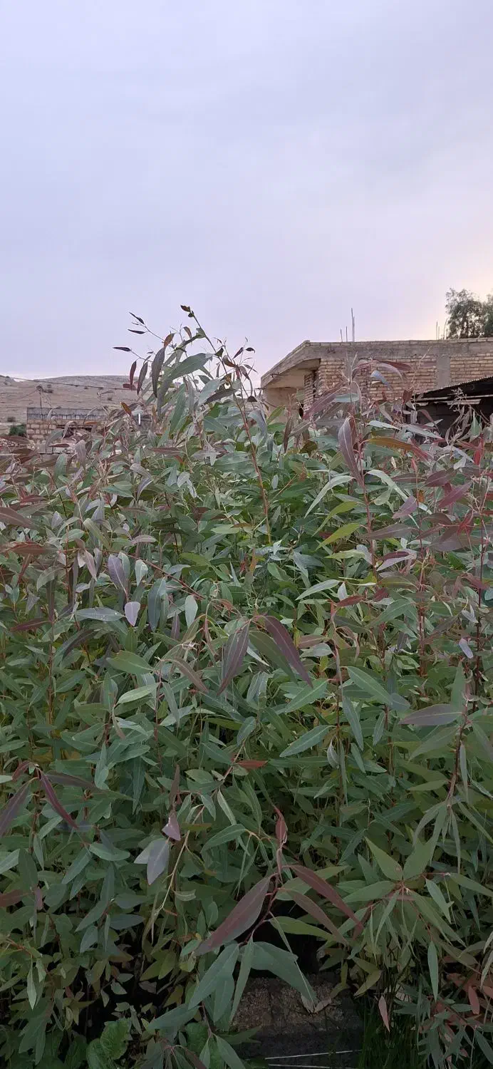 نهال آکالیپتوس|خدمات باغبانی و درختکاری|اندیمشک, |دیوار
