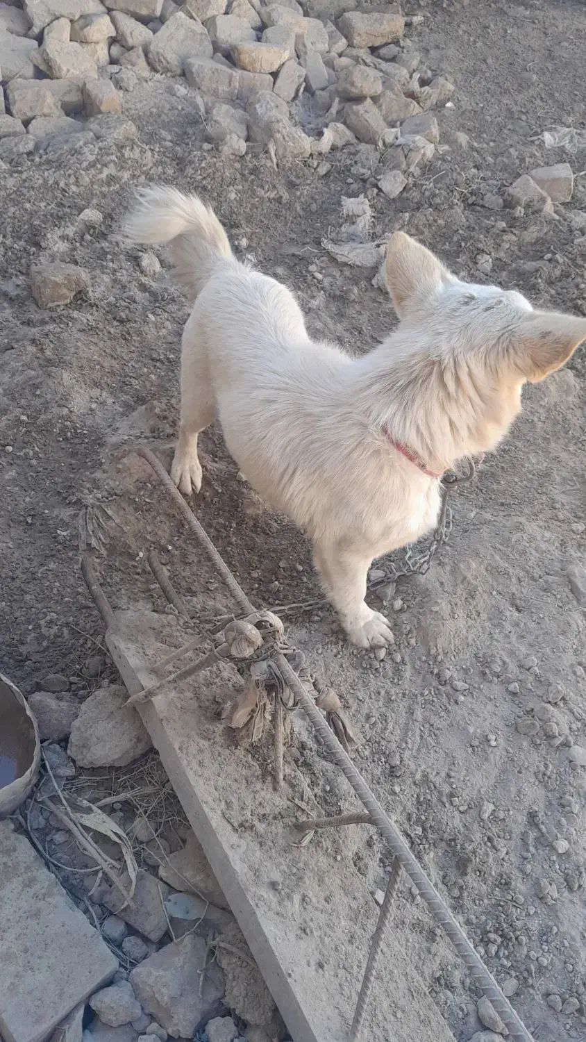 سگ عالی|سگ|کرباسک, |دیوار