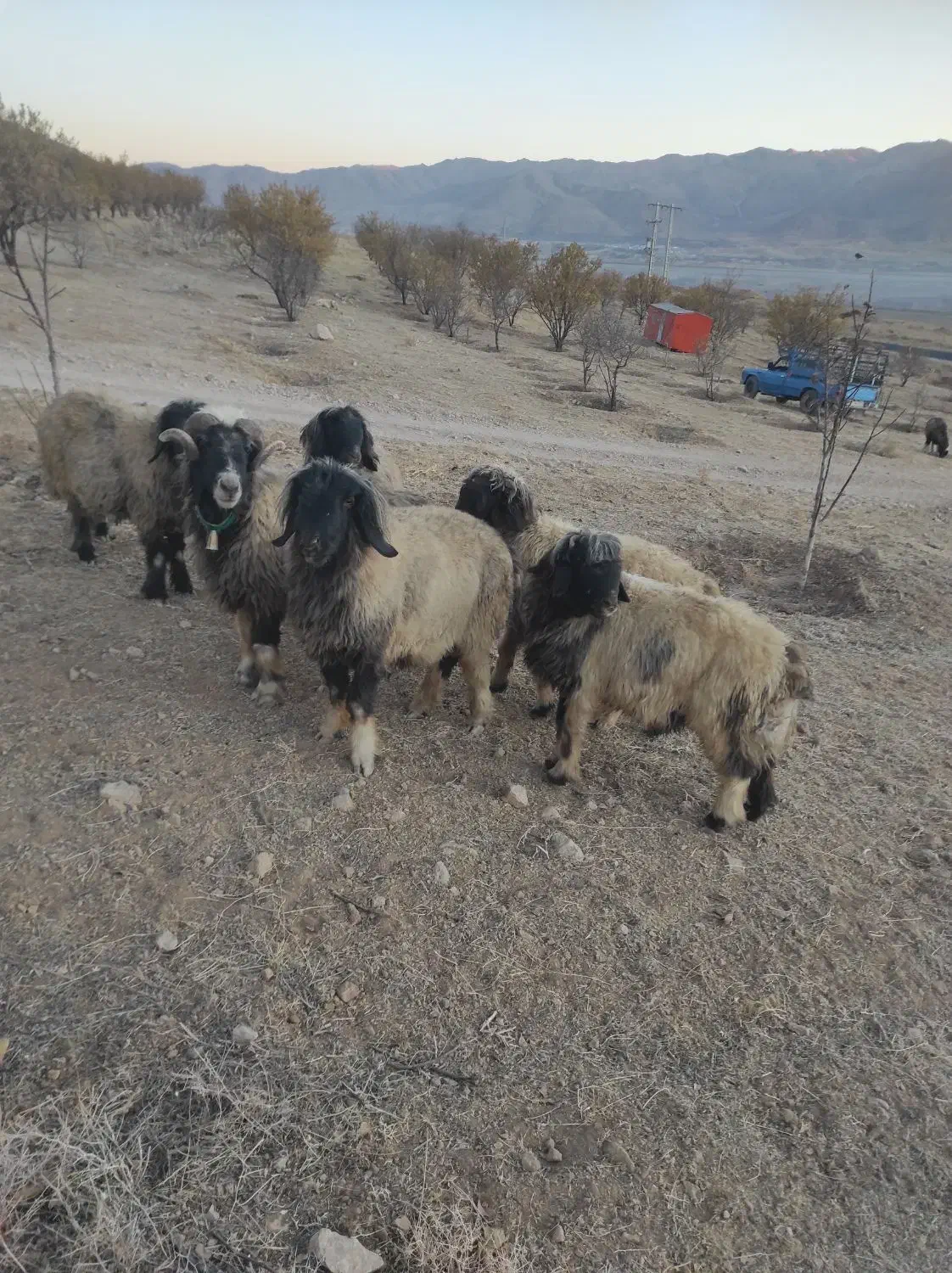 قوچ گله داری فروشی|حیوانات مزرعه|بلداجی, |دیوار