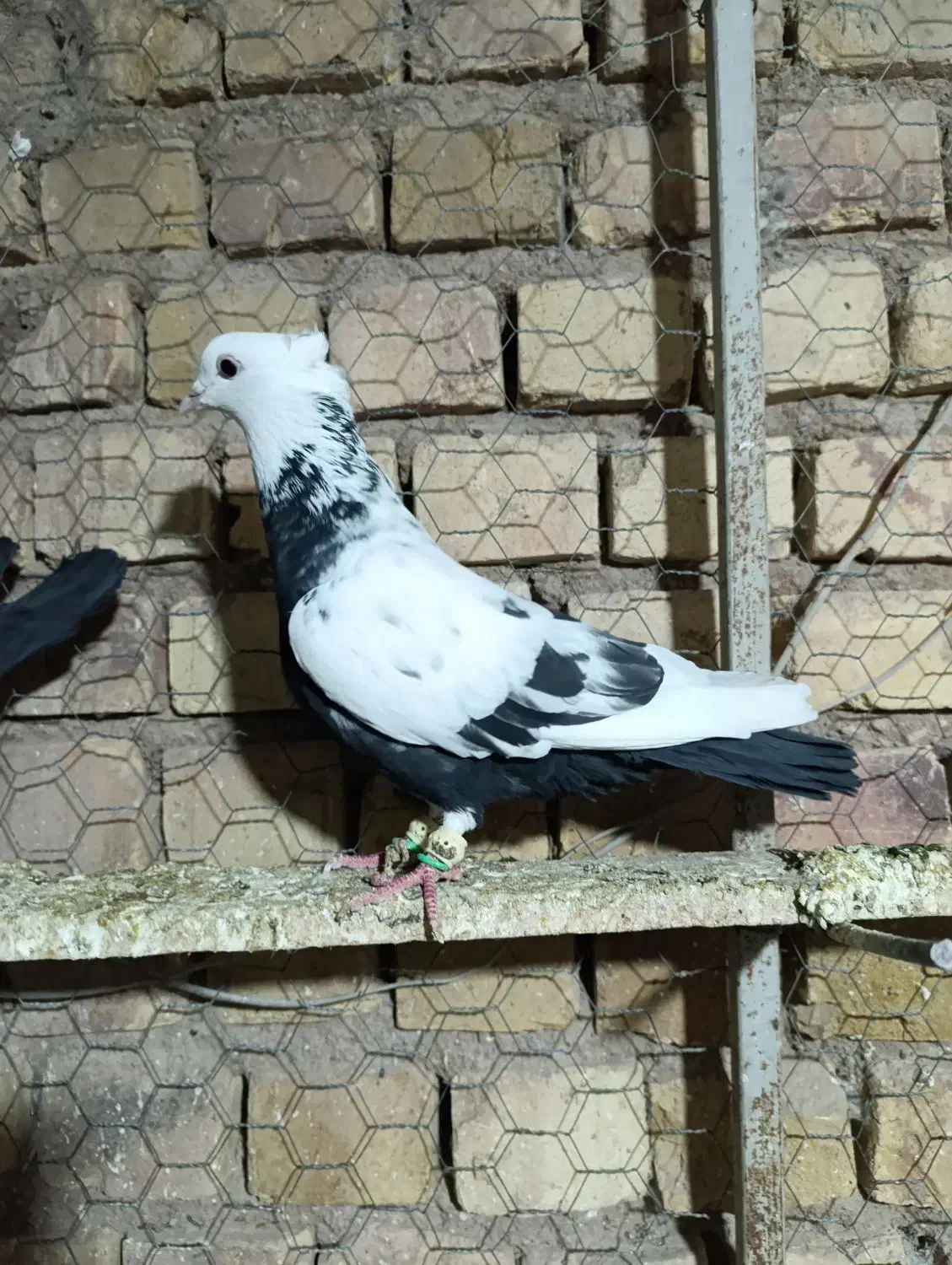 کبوتر پرنده به شرط|پرنده|دشتابی, |دیوار