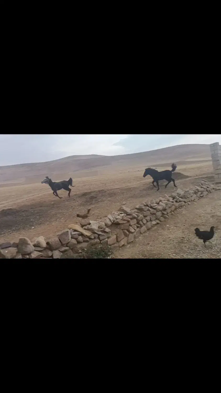 مادیان کرد|اسب و تجهیزات اسب‌سواری|شاهین دژ, |دیوار