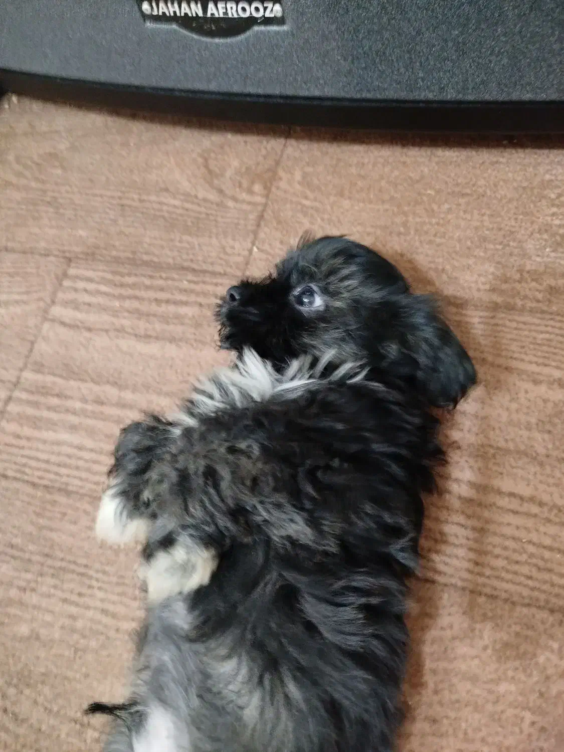 سگ شیدزو|سگ|فاضل آباد, |دیوار