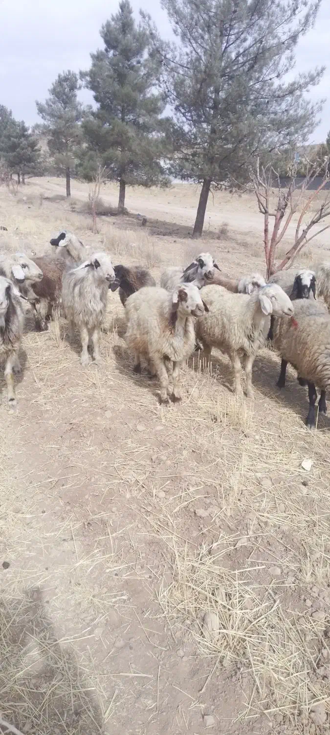 1۸راس میش داشتی|حیوانات مزرعه|شیراز, کرونی(خاتونک)|دیوار