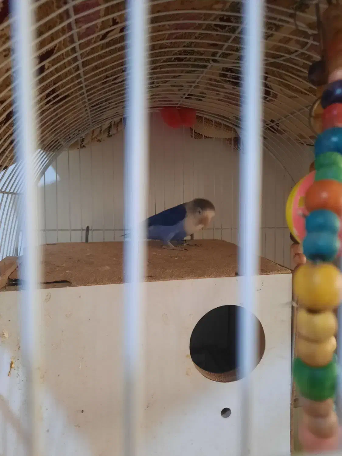 کوتوله برزیلی آبی رنگ،معاوضه با قناری یا فنچ گلدین|پرنده|تهران, زهتابی|دیوار