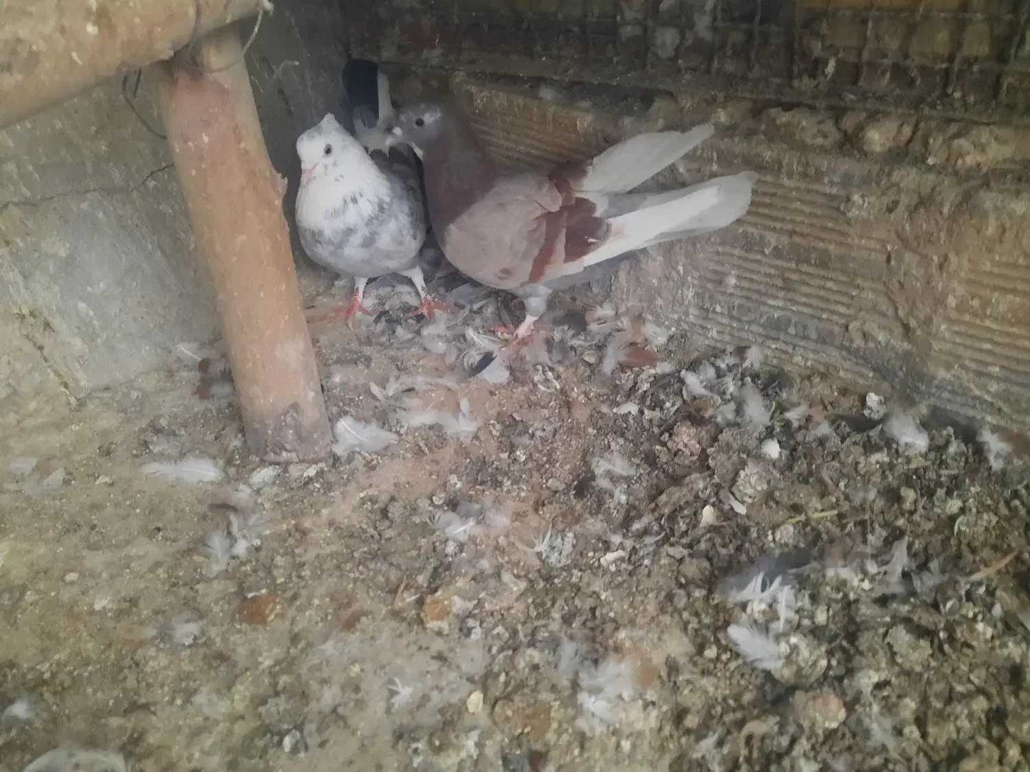 کفتر پرشی نرماده جور|پرنده|قم, حاج زینل|دیوار