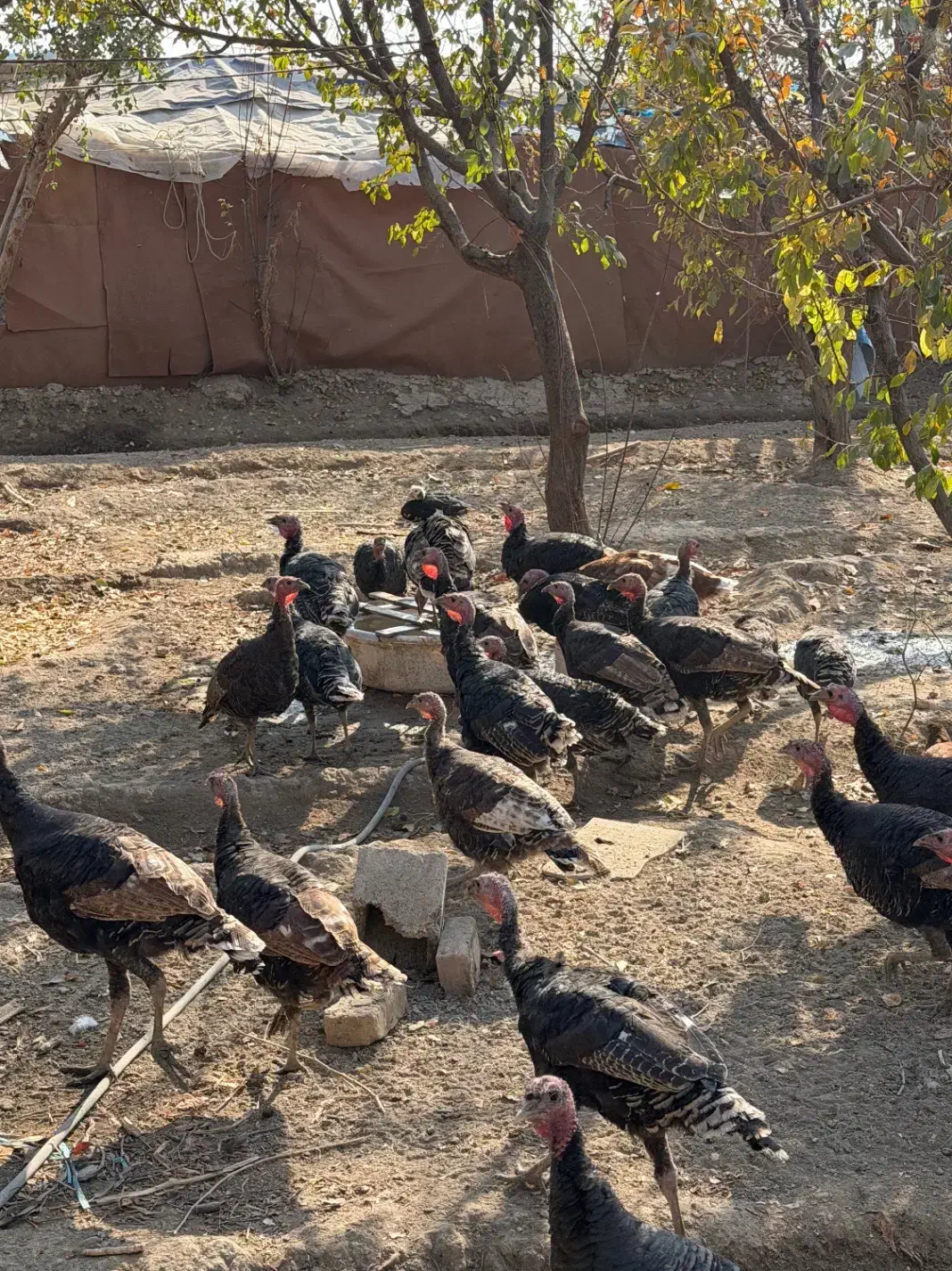 بوقلمون رسمی ۳۰ عدد|حیوانات مزرعه|تنکمان, |دیوار